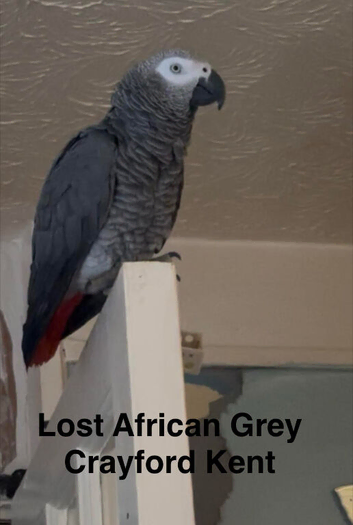 Lost African Grey Parrot