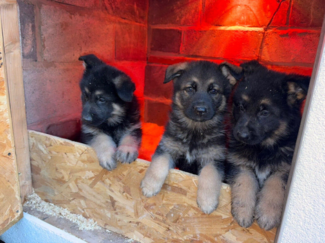 Male German shepherd puppies