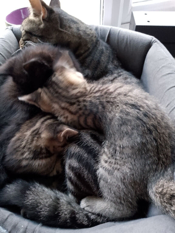 3 kittens for sale