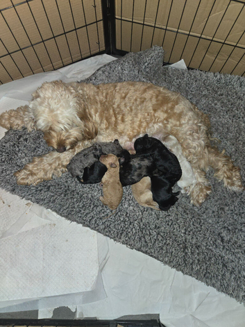Gorgeous Cockapoo Babies