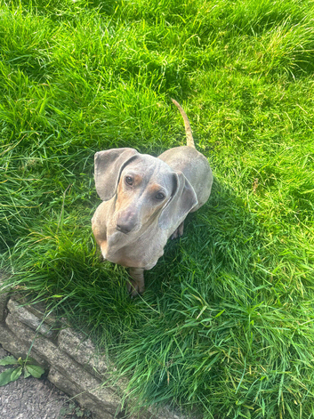 Miniature dachshund