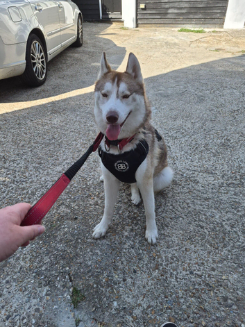Husky, male, neutered.
