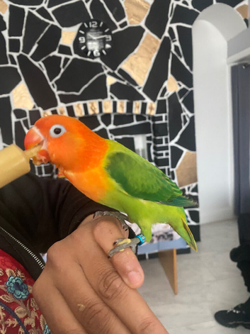 8 week old lovebird