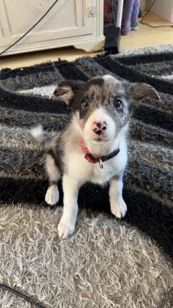 border pup