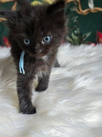Sweet Blue-eyed Ragdoll Kittens