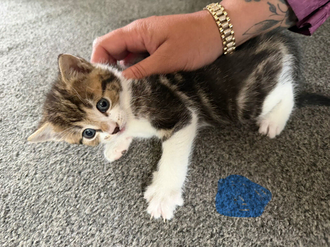 2 boy kittens