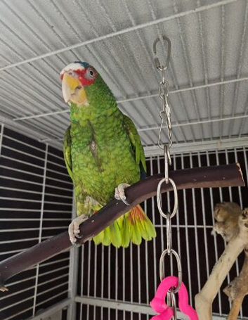 Bird rehoming service