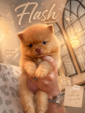 Stunning little Pomeranians kc registered