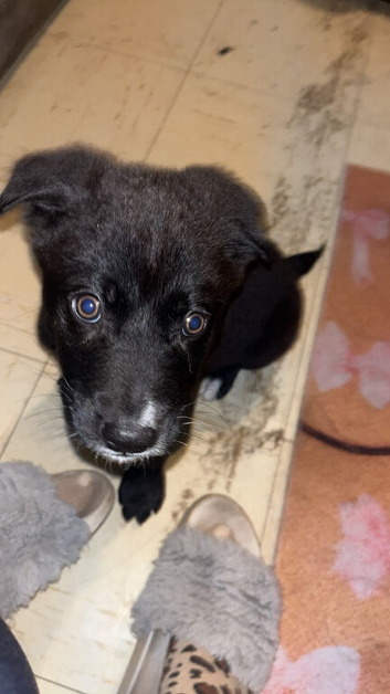 Japanese Akita x xl maybe