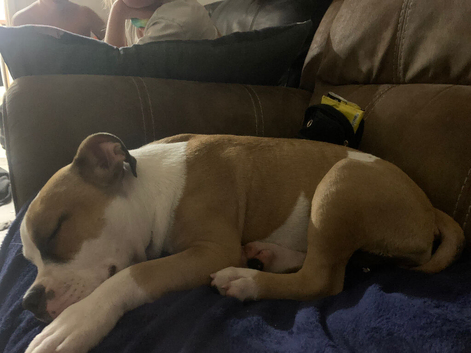 American bulldog