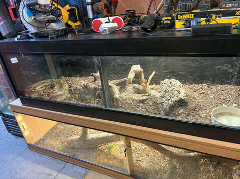 Female boa constrictor