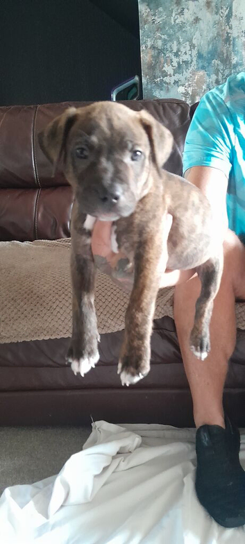 Puppies for sale