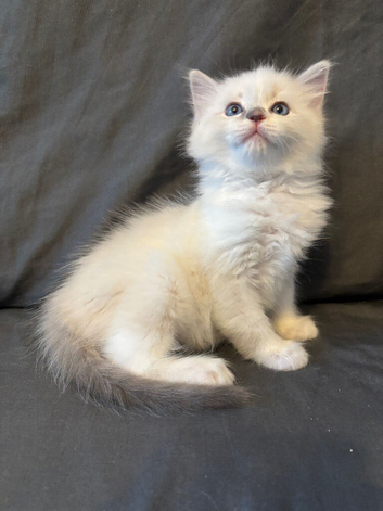 LAST MALE RAGDOLL STUNNING READY NOW