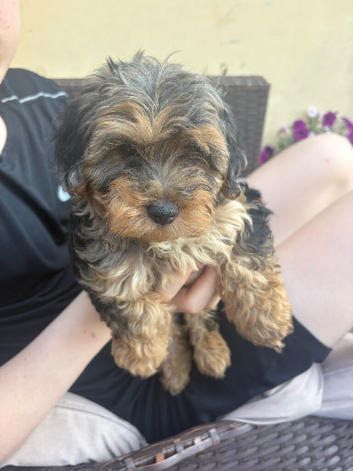 Merl boy puppy