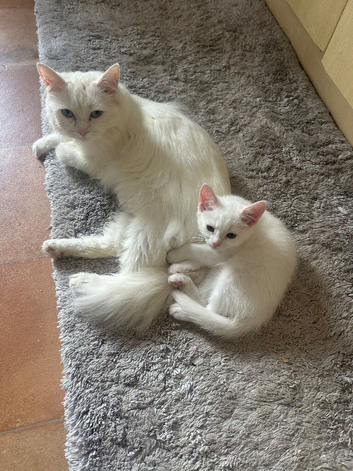 Turkish angora kittens