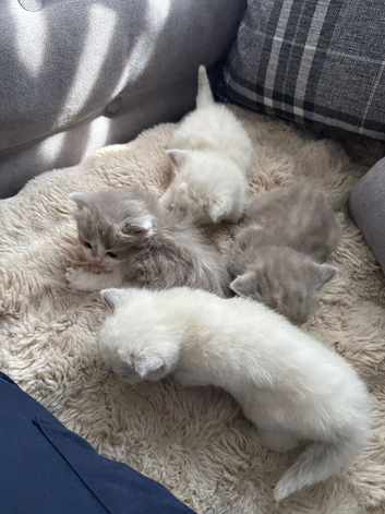 Kitten for sale  dad ragdoll  and mim british short hair