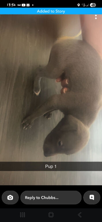whippet puppy's for sale