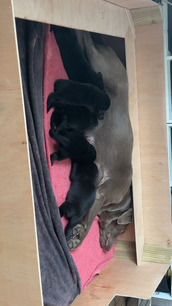 5 kc registered Labrador retrievers for sale