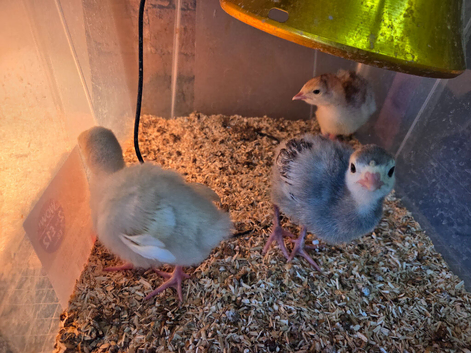 Two-Week-Old Slate Cross Bronze Turkey Chicks for Sale &ndash; Bridgwater