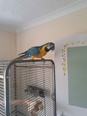 Blue gold male macaw