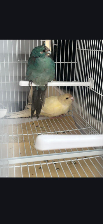 Kakariki pair