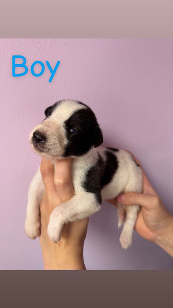 Saluki deerhound grey second genaration bull grey