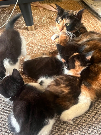 Beautiful Kittens &ndash; Loving Family Raised ️