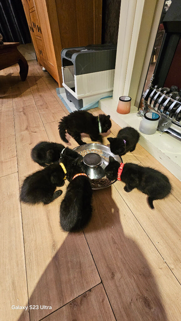 Maine coon cross phinx kittens