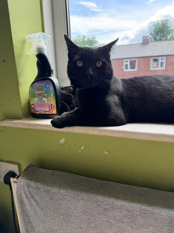 Girl Bombay cat