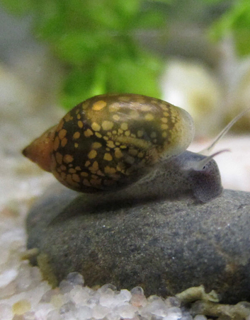 Tank cleaners