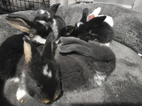 Rare otter tri coloured pedigree french lop