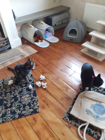 Small cattery