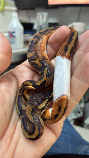 baby Pied (unsexed)