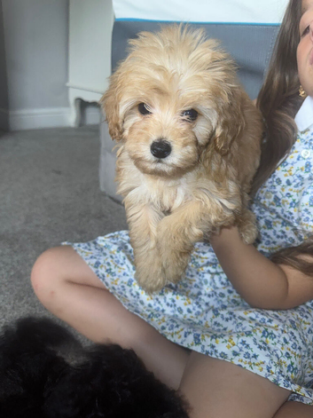 Multipoo puppy&rsquo;s
