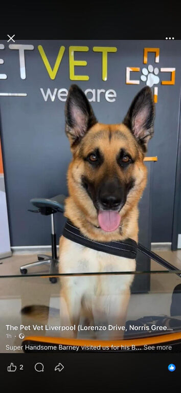 German shepherd for stud