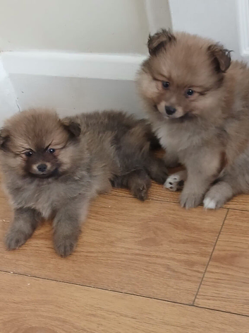 Beautiful Pomeranian puppies 700