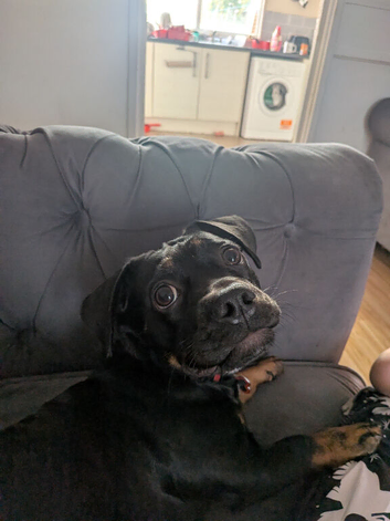 Frenc bulldog x Dachshund