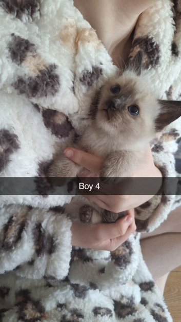 Ragamese kittens