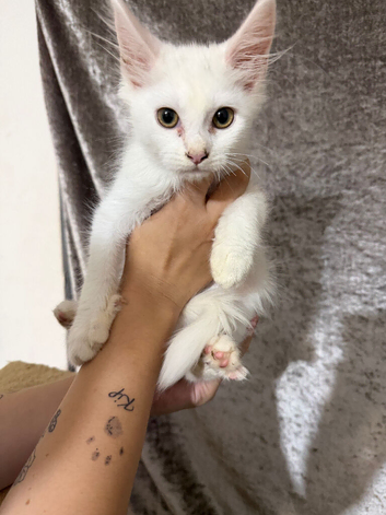 Female maine kitten ready to leave