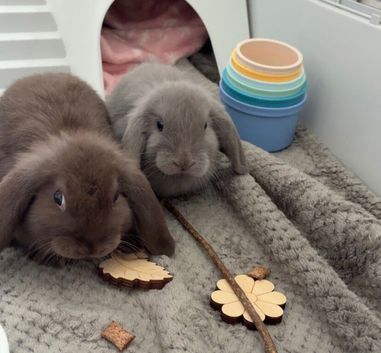 2 male mini lops.