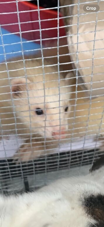 Male bew