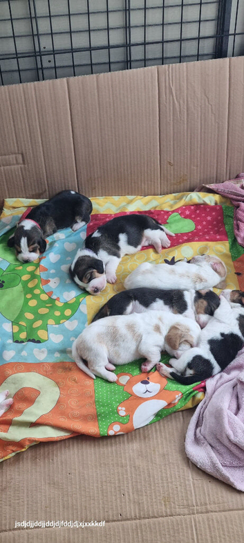 Basset Hound Pups For Sale