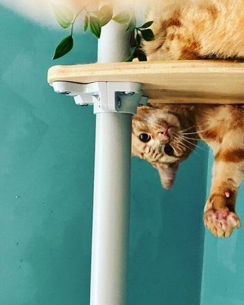 Cat sitting