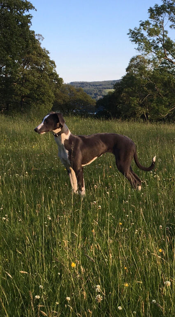 Whippet pups