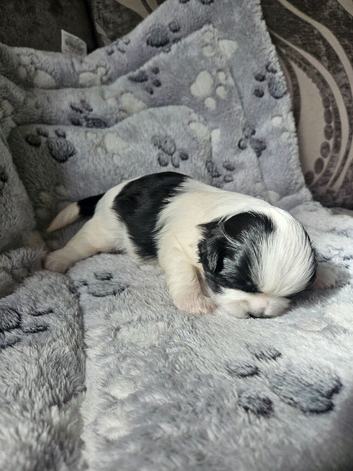 SHIH-TZU FEMALE PUPPY