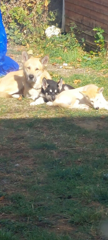 Beautiful white husky cross puppy
