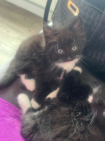 Fluffy male kitten