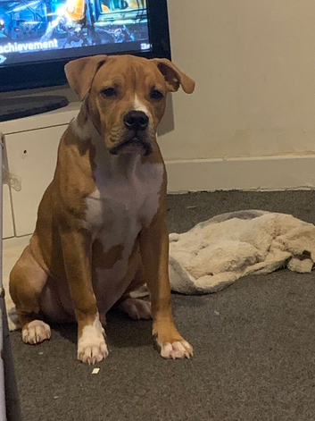 Tyson 5 month old