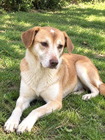 Luna  A Beautiful, Gentle Medium Size Labrador-Type Girl Looking for Love