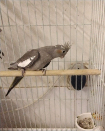 Female Normal Cockatiel